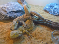 Pogona vitticeps