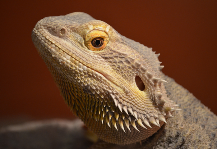 Pogona vitticeps