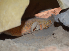 Pogona vitticeps