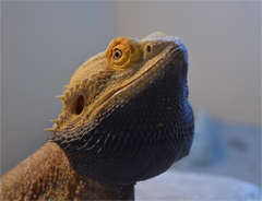 Pogona vitticeps