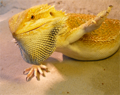 Pogona vitticeps