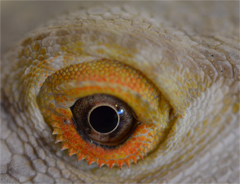 Pogona vitticeps