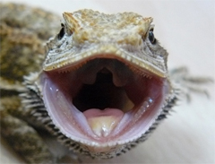 Pogona vitticeps