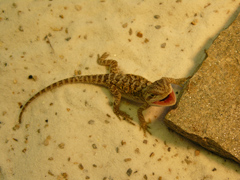 Pogona vitticeps