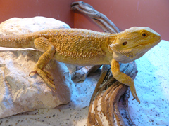 Pogona vitticeps