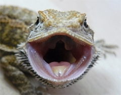 Pogona vitticeps