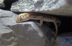 Stenodactylus petrii