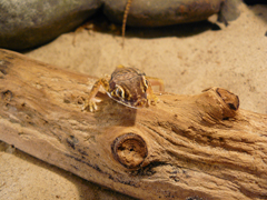 Stenodactylus petrii