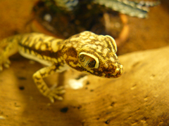 Stenodactylus petrii