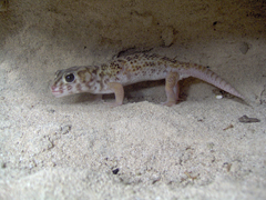 Teratoscincus scincus