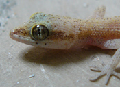 Tropiocolotes tripolitanus