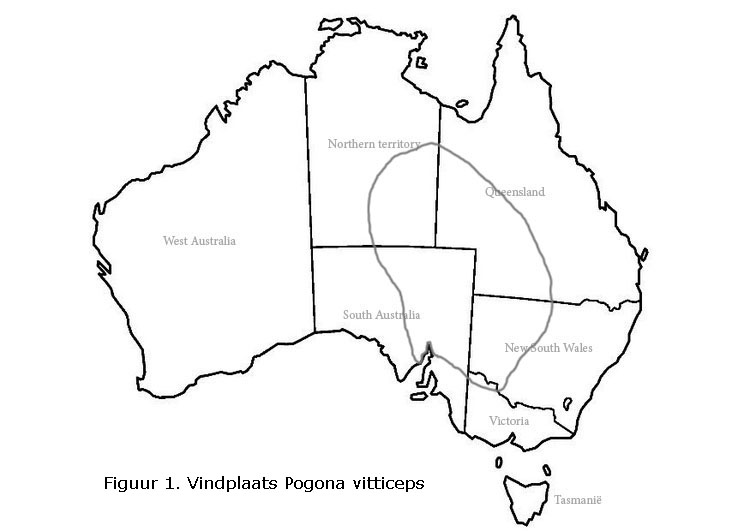 Vindplaats Pogona vitticeps